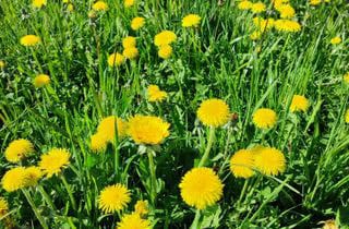 Gestion de Stress Post Traumatique (psycho-traumatologie) Gestion de Stress Post Traumatique (psycho-traumatologie)